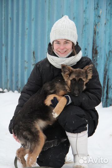 Собака в добрые руки