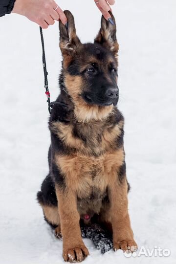 Щенки немецкой овчарки