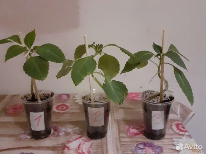 Бальзамин или Ванька мокрый,молодой укоренненый