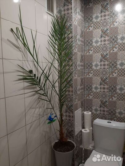 Финиковая пальма