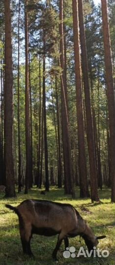 Коза дойная альпийская