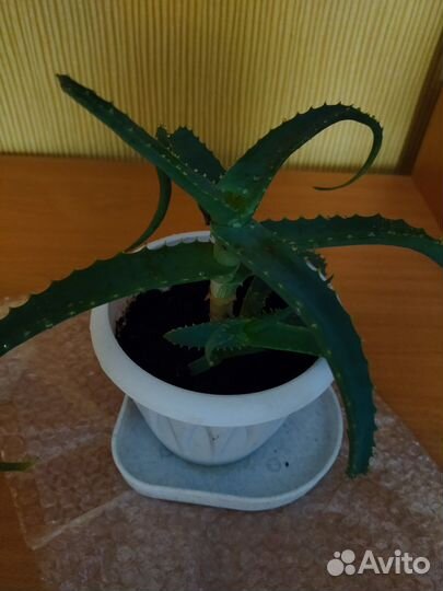 Алоэ, разные размеры