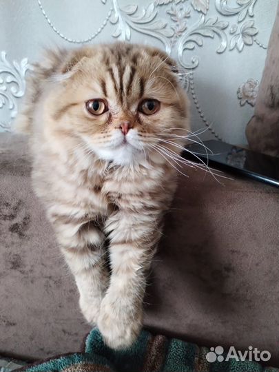 Шотландский вислоухий котенок