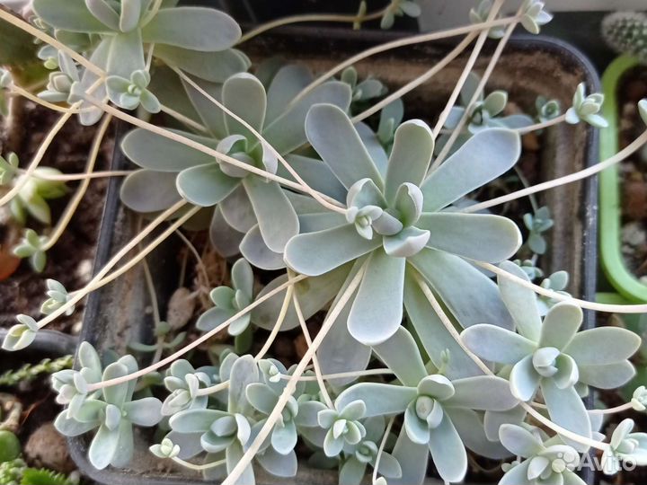 Суккуленты разных видов