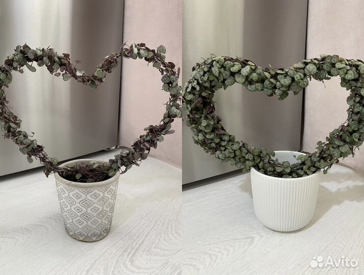 Взрослые комнатные цветы