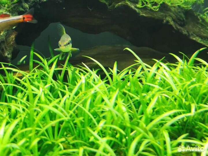 Аквариумные растения Эхинодорус нежный