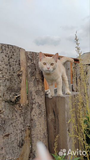 Котёнок