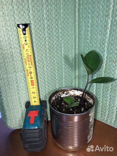 Замиокулькас