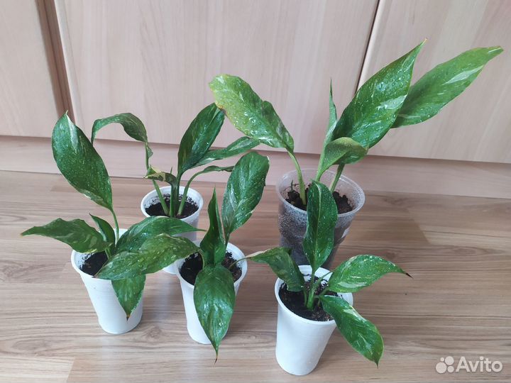 Спатифиллум Домино