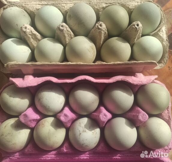 Инкубационное яйцо