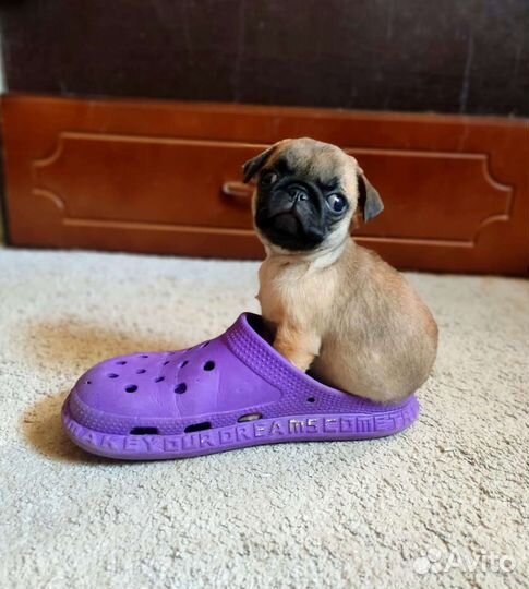 Щенки мопса РКФ