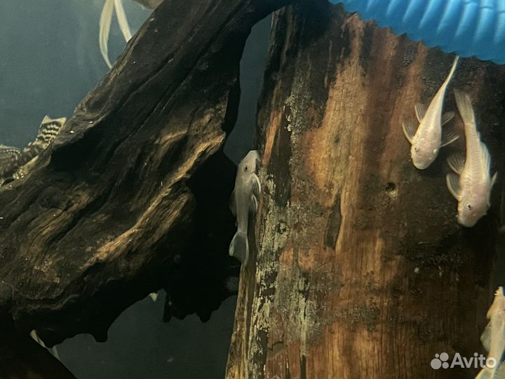 Рыбки Аквариумные, собственное разведение