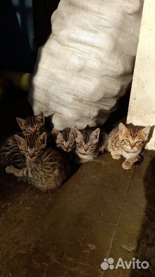 Бенгалские котята с британцем (метисы)