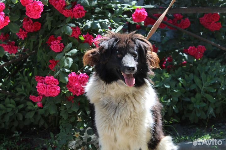 Малышка в поисках дома