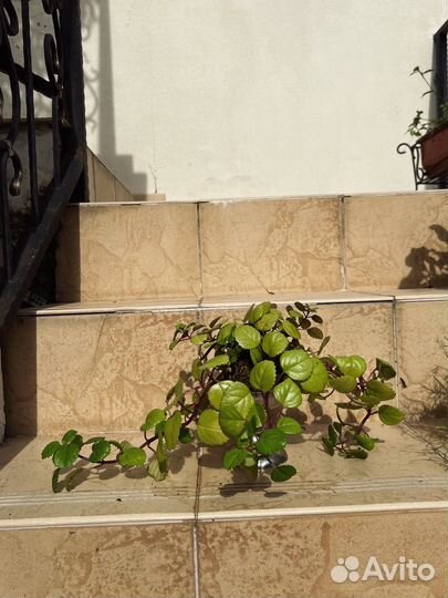 Плектрантус австралийский в kokedama