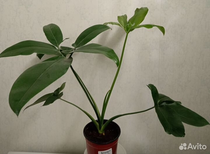 Филодендрон фан бан
