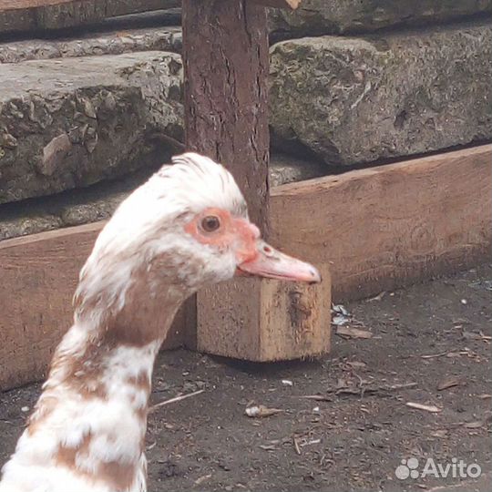 Зоогостиница для животных