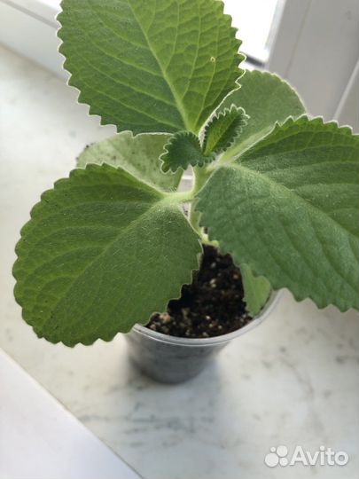 Домашние растения цветы