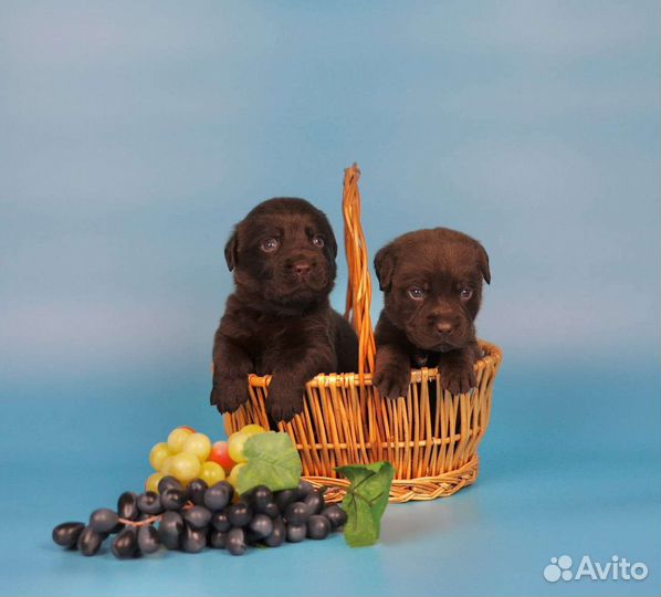 Щенки лабрадора шоколадные