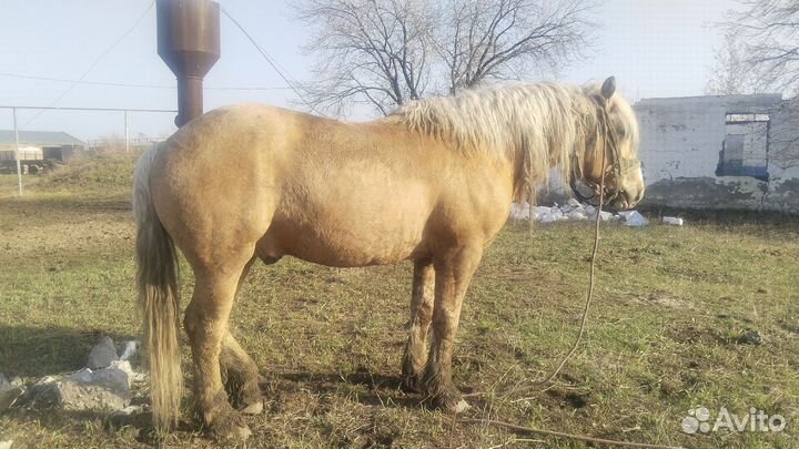 Конь жеребец