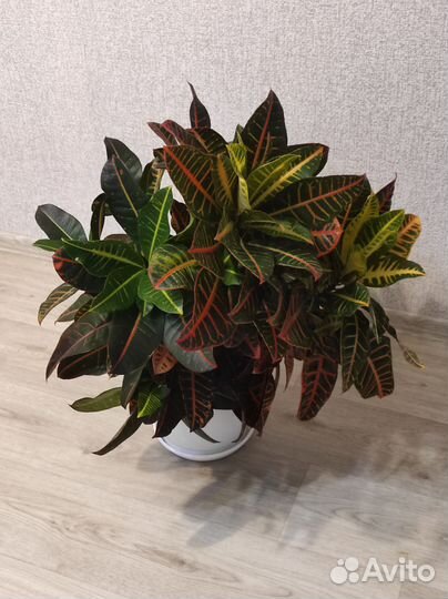 Шефлера домашние растения