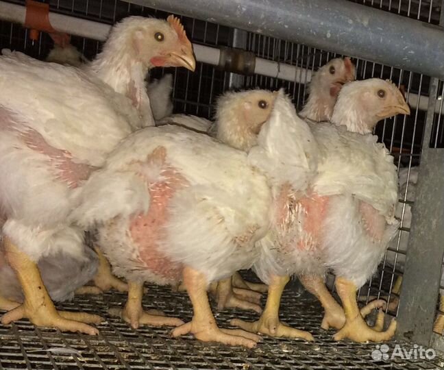 Цыплята бройлеры, гуси, утки, молодка, муларды