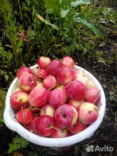 Яблочки - ранетки