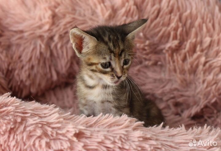 Котенок девочка