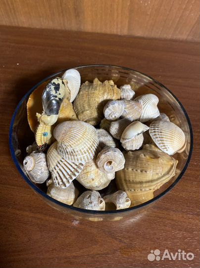 Морские ракушки раковины
