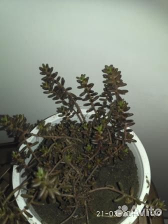 Садовые цветы, почвопокровники