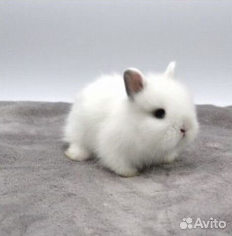 Декоративные Карликовые Кролики объявление продам