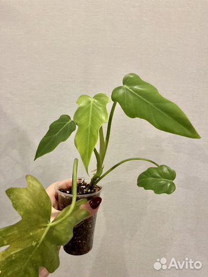 Филодендрон т31