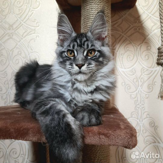 Мейн-кун мальчик