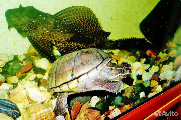 Мускусная черепаха и сом