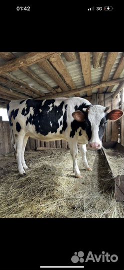 Корова, телка