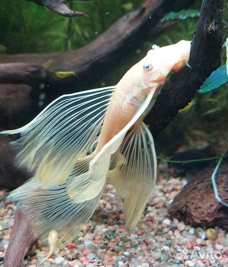 Анциструс L 144 вуалевый голубоглазый