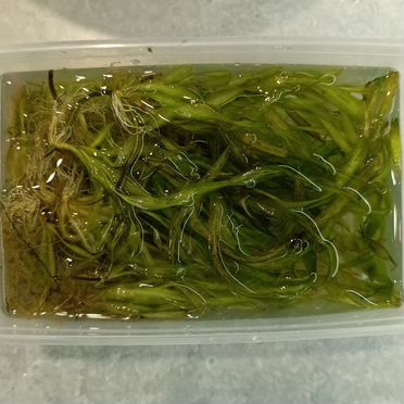 Валиснерия спиральная, роголистник и лимонник