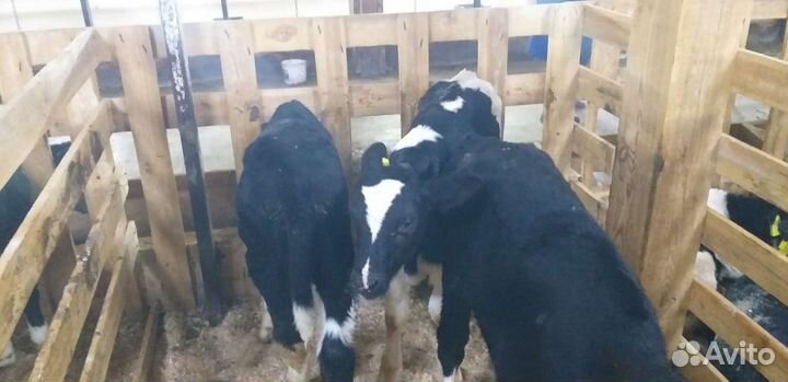 Отборные бычки и телки 1 2 месяца