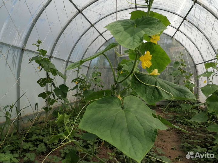 Свежая зелень, овощи,ягоды