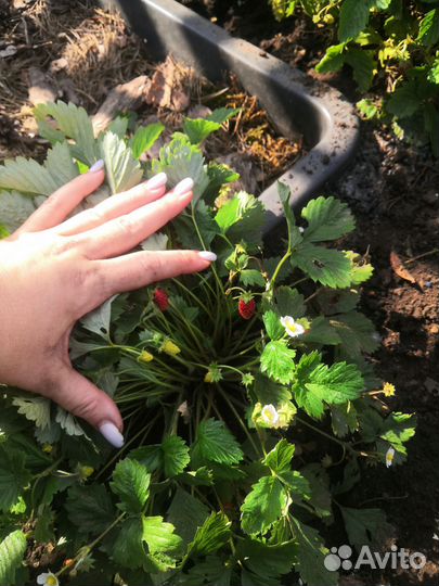 Земляника Ксюша