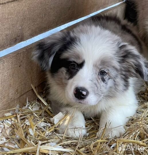 Щенки бордер колли