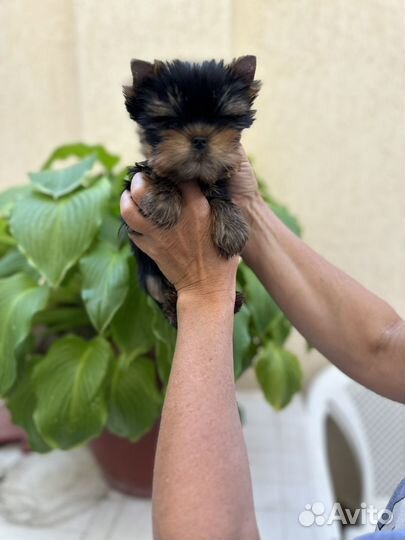 Йоркширский терьер