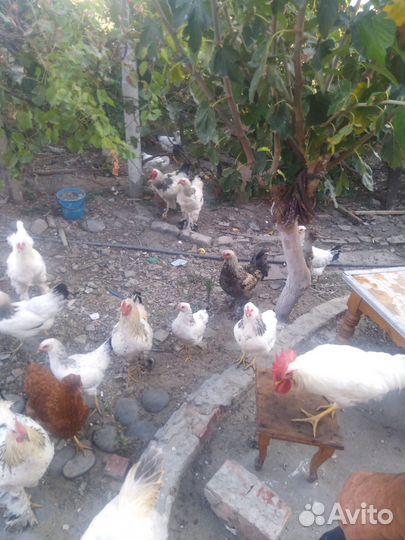 Питухи утки и куры