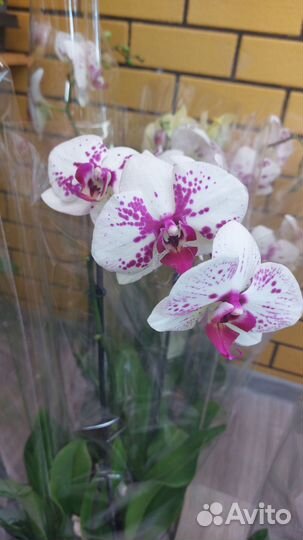 Орхидея фаленопсис