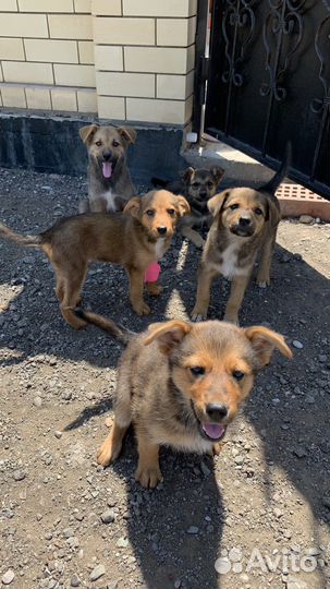 Собака в добрые руки отдам бесплатно