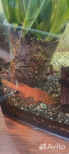 Гуппи, Пара Анциструс, золотой анцитрус