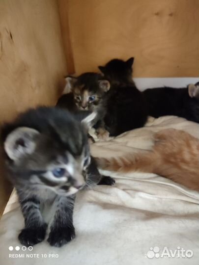 Кошка