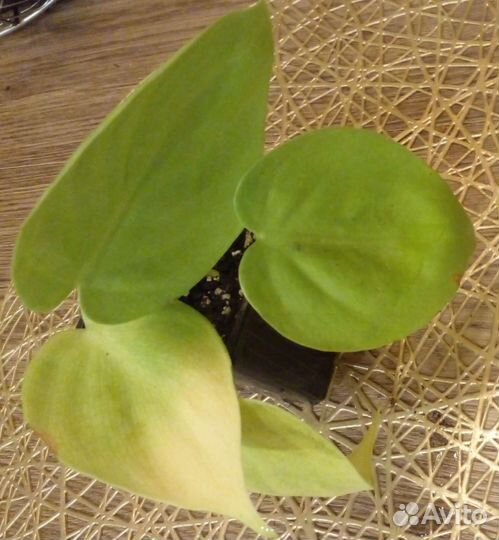 Филодендрон лимон лайм