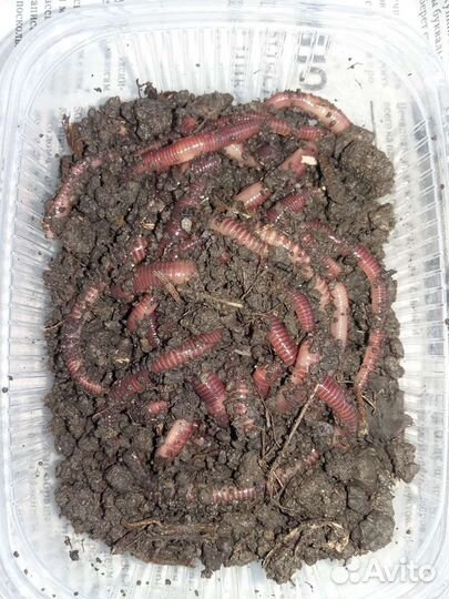 Живые черви