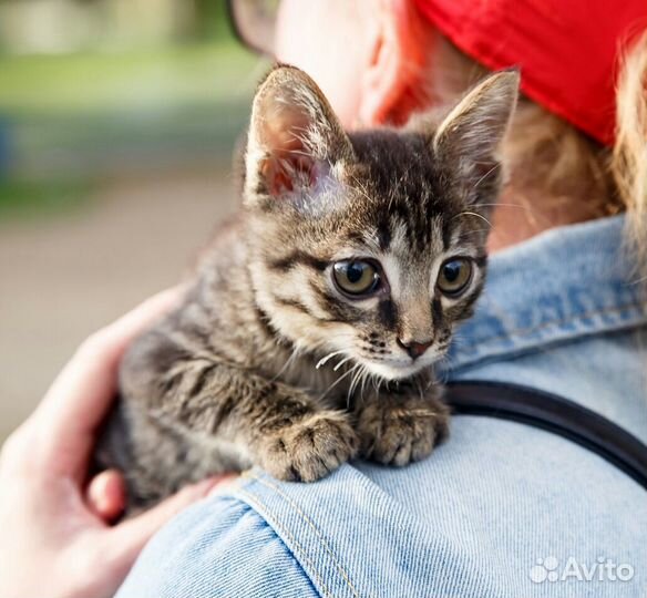 Котенок мальчик в добрые руки